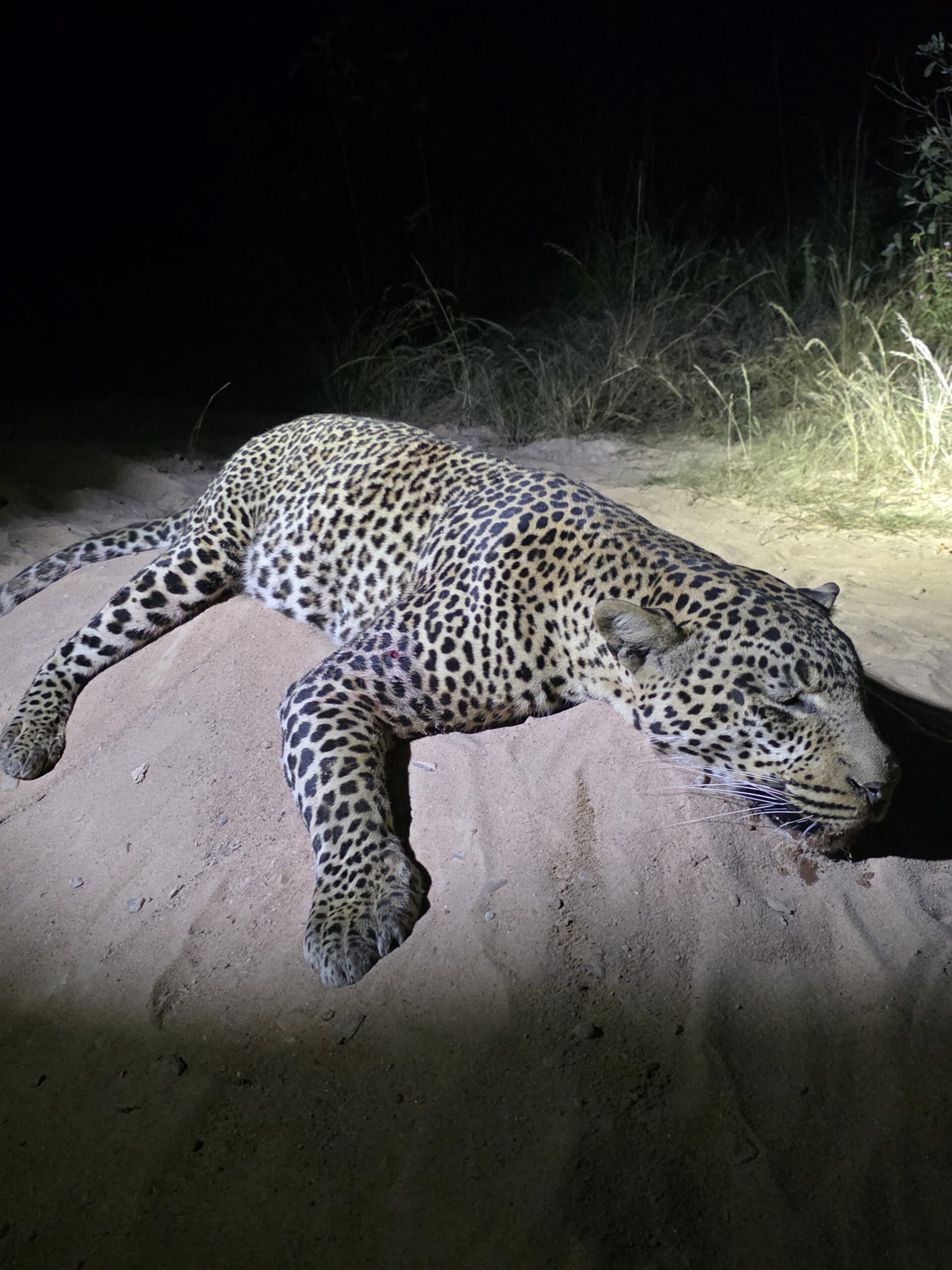 Safari in Mozambique