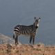 Burchell zebra